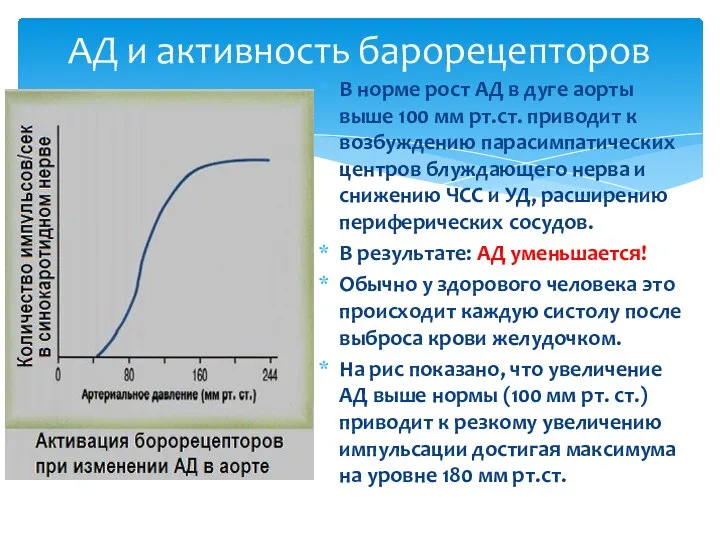 АД и активность барорецепторов В норме рост АД в дуге аорты выше