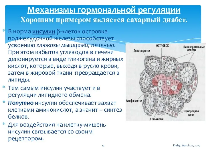 Механизмы гормональной регуляции Хорошим примером является сахарный диабет. Friday, March 20, 2015