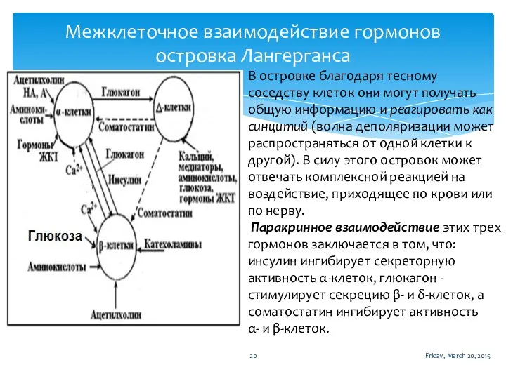 Межклеточное взаимодействие гормонов островка Лангерганса Friday, March 20, 2015 В островке благодаря