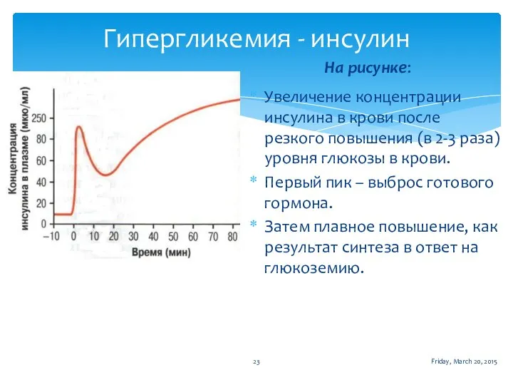 Гипергликемия - инсулин Обратная положительная связь «субстрат-гормон» (глюкоза-инсулин) На рисунке: Увеличение концентрации