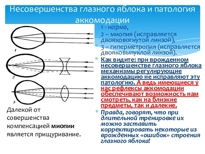 Несовершенства глазного яблока и патология аккомодации 1 - норма, 2 – миопия