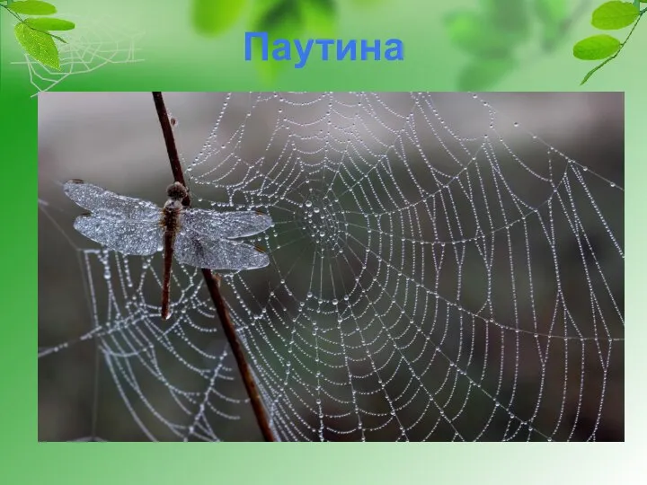 Паутина