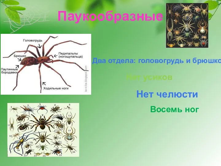 Паукообразные Два отдела: головогрудь и брюшко Нет усиков Нет челюсти Восемь ног
