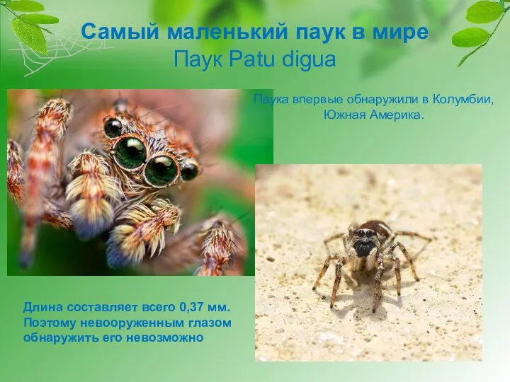 Самый маленький паук в мире Паук Patu digua Длина составляет всего 0,37