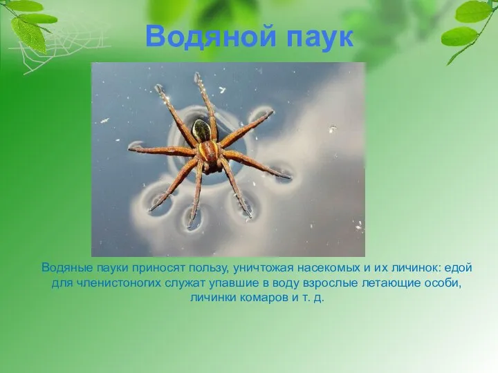 Водяной паук Водяные пауки приносят пользу, уничтожая насекомых и их личинок: едой