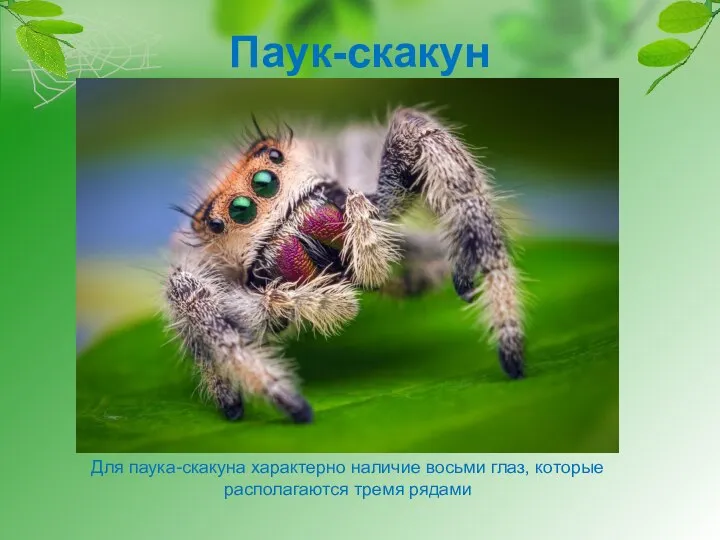 Паук-скакун Для паука-скакуна характерно наличие восьми глаз, которые располагаются тремя рядами