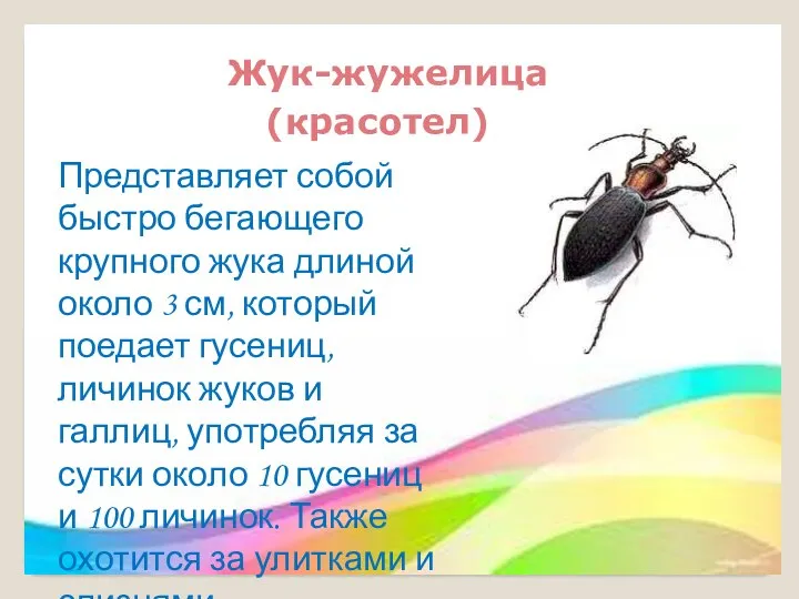 Жук-жужелица (красотел) Представляет собой быстро бегающего крупного жука длиной около 3 см,