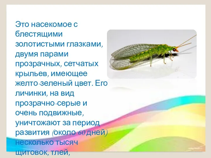 Златоглазка Это насекомое с блестящими золотистыми глазками, двумя парами прозрачных, сетчатых крыльев,