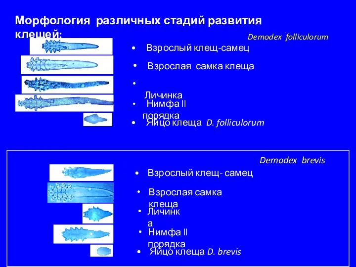 Взрослый клещ-самец Взрослая самка клеща Личинка Морфология различных стадий развития клещей: Яйцо