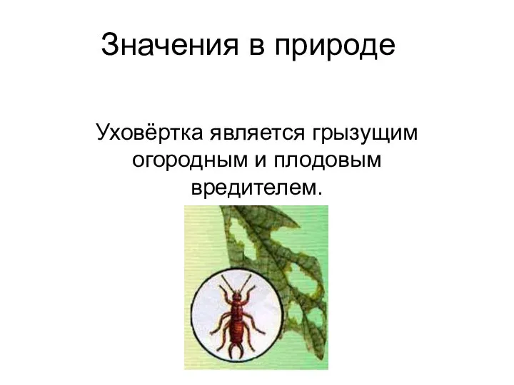 Значения в природе Уховёртка является грызущим огородным и плодовым вредителем.