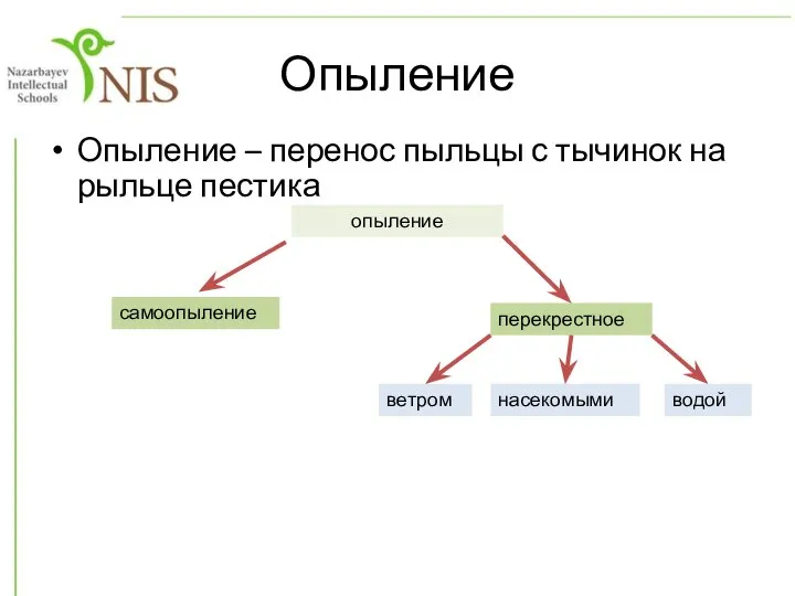 Опыление Опыление – перенос пыльцы с тычинок на рыльце пестика опыление самоопыление перекрестное ветром насекомыми водой