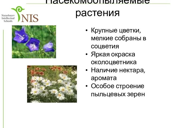 Насекомоопыляемые растения Крупные цветки, мелкие собраны в соцветия Яркая окраска околоцветника Наличие