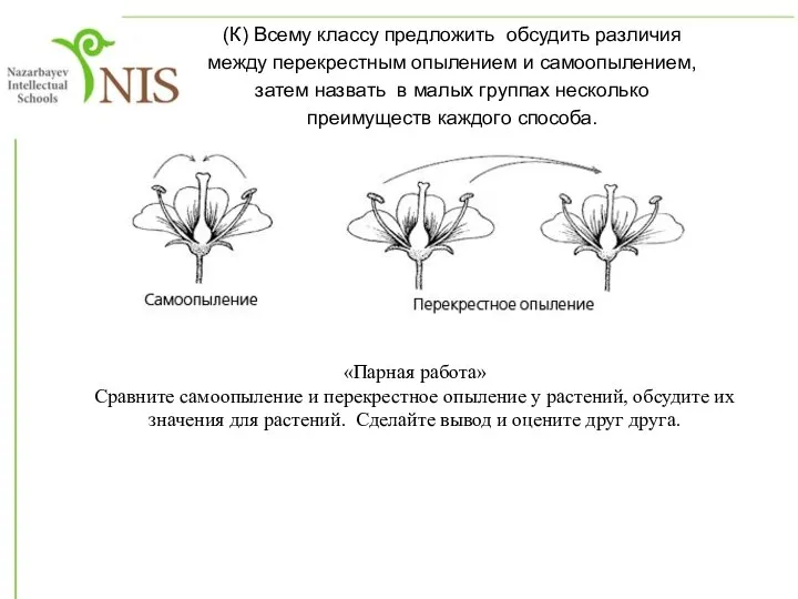 «Парная работа» Сравните самоопыление и перекрестное опыление у растений, обсудите их значения