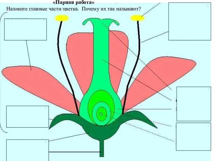 «Парная работа» Назовите главные части цветка. Почему их так называют?