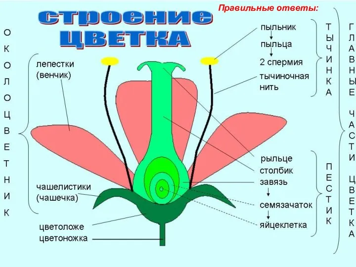 Правильные ответы: