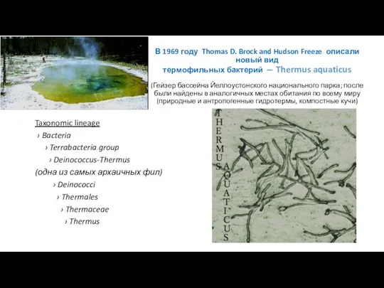 В 1969 году Thomas D. Brock and Hudson Freeze описали новый вид