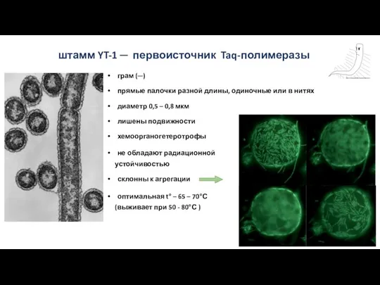 штамм YT-1 ─ первоисточник Taq-полимеразы грам (─) прямые палочки разной длины, одиночные