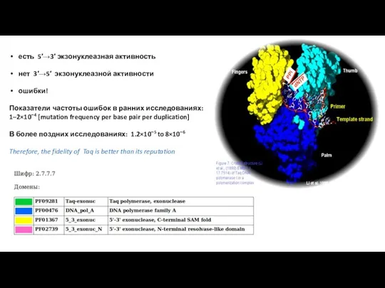 есть 5′→3′ экзонуклеазная активность нет 3′→5′ экзонуклеазной активности ошибки! Показатели частоты ошибок