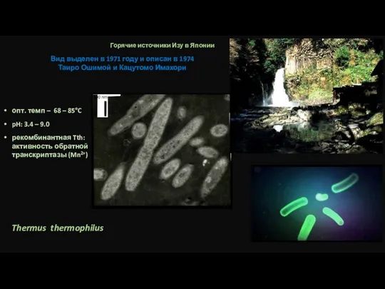 Thermus thermophilus Горячие источники Изу в Японии Вид выделен в 1971 году