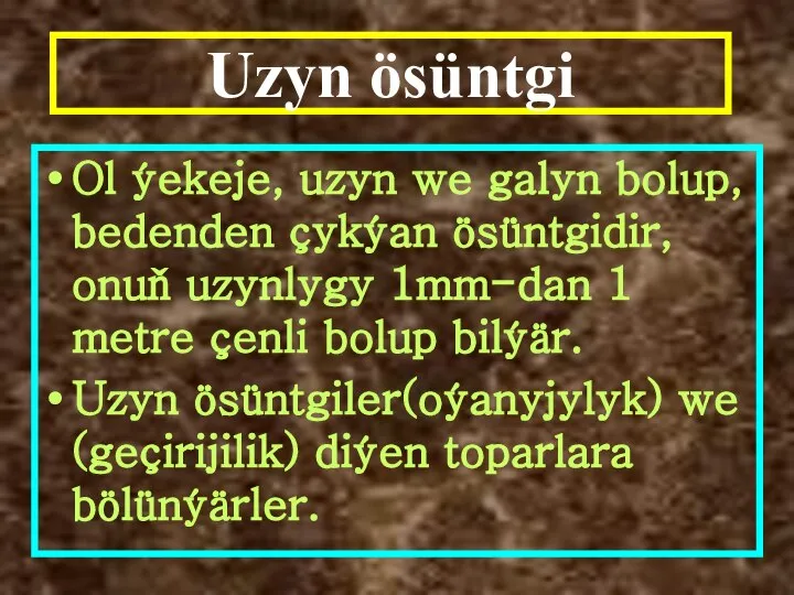 Uzyn ösüntgi Ol ýekeje, uzyn we galyn bolup, bedenden çykýan ösüntgidir, onuň