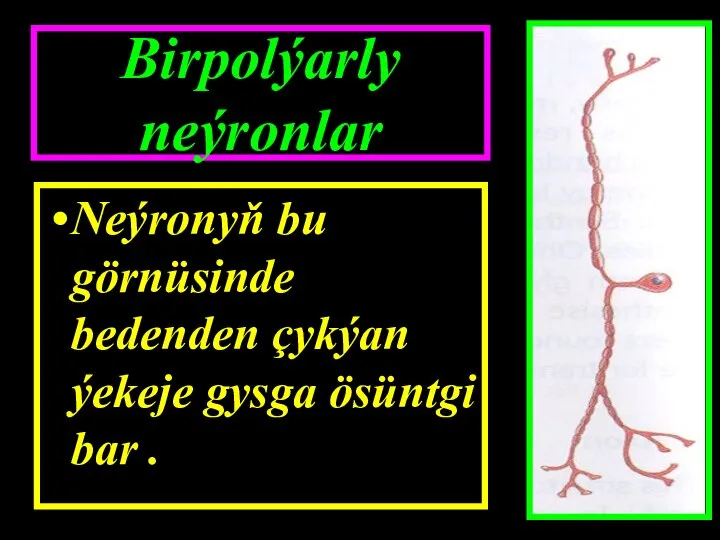 Birpolýarly neýronlar Neýronyň bu görnüsinde bedenden çykýan ýekeje gysga ösüntgi bar .