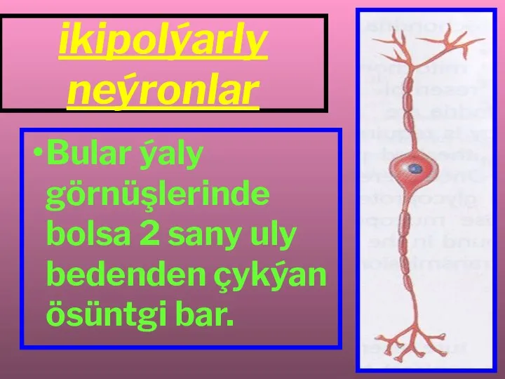 ikipolýarly neýronlar Bular ýaly görnüşlerinde bolsa 2 sany uly bedenden çykýan ösüntgi bar.