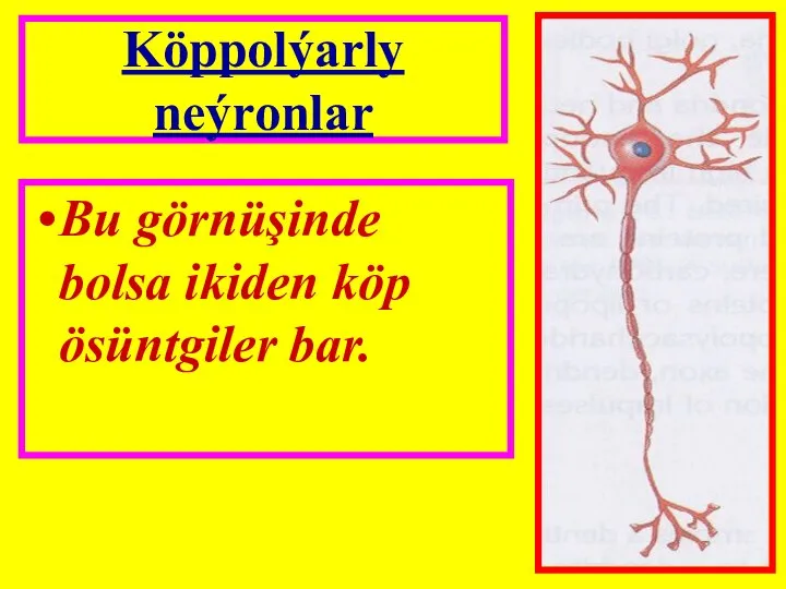 Köppolýarly neýronlar Bu görnüşinde bolsa ikiden köp ösüntgiler bar.