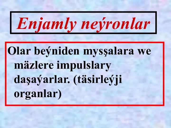 Enjamly neýronlar Olar beýniden mysşalara we mäzlere impulslary daşaýarlar. (täsirleýji organlar)