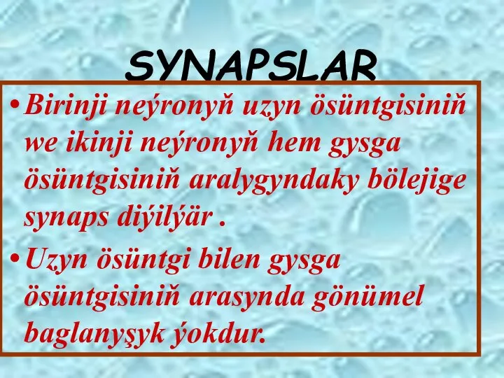 SYNAPSLAR Birinji neýronyň uzyn ösüntgisiniň we ikinji neýronyň hem gysga ösüntgisiniň aralygyndaky