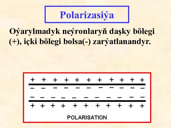 Polarizasiýa Oýarylmadyk neýronlaryň daşky bölegi (+), içki bölegi bolsa(-) zarýatlanandyr.