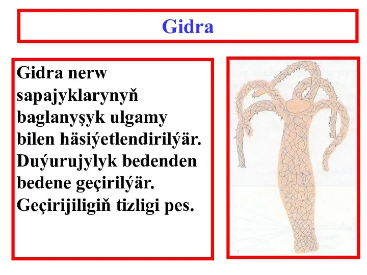 Gidra Gidra nerw sapajyklarynyň baglanyşyk ulgamy bilen häsiýetlendirilýär. Duýurujylyk bedenden bedene geçirilýär. Geçirijiligiň tizligi pes.