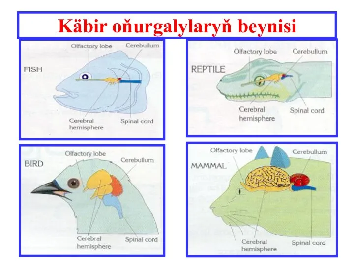 Käbir oňurgalylaryň beynisi