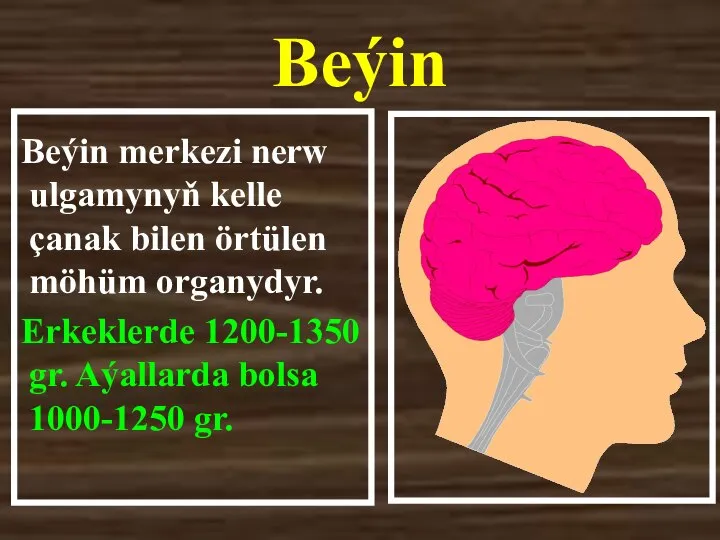 Beýin Beýin merkezi nerw ulgamynyň kelle çanak bilen örtülen möhüm organydyr. Erkeklerde