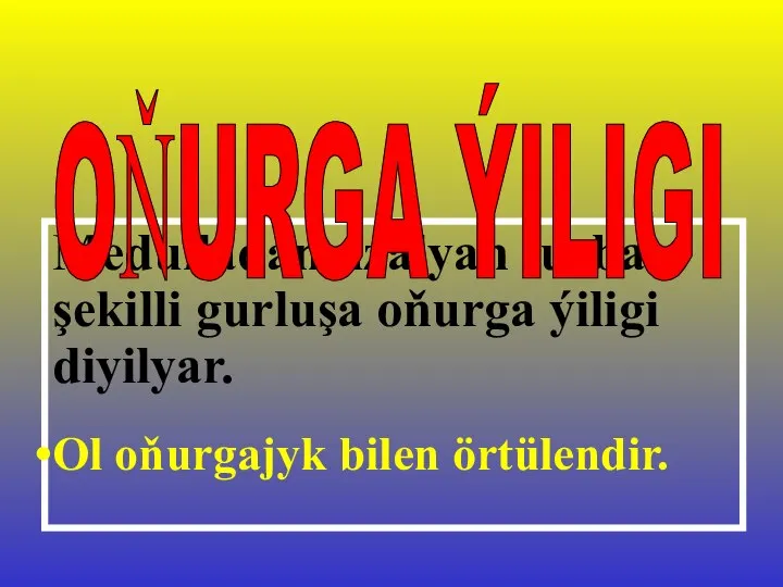 Medulladan uzalyan turba şekilli gurluşa oňurga ýiligi diyilyar. Ol oňurgajyk bilen örtülendir. OŇURGA ÝILIGI