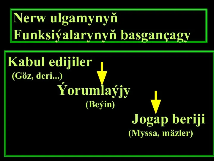 Nerw ulgamynyň Funksiýalarynyň basgançagy Kabul edijiler (Göz, deri...) Ýorumlaýjy (Beýin) Jogap beriji (Myssa, mäzler)