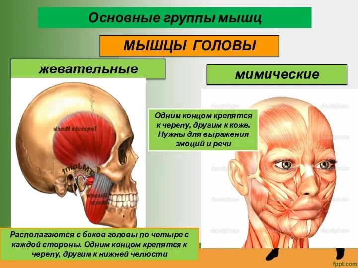 Основные группы мышц МЫШЦЫ ГОЛОВЫ жевательные мимические Располагаются с боков головы по