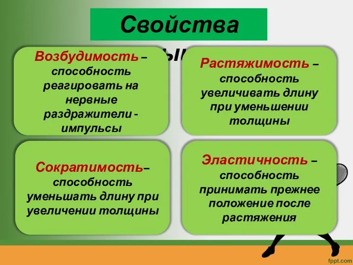 Свойства мышц Возбудимость – способность реагировать на нервные раздражители - импульсы Растяжимость