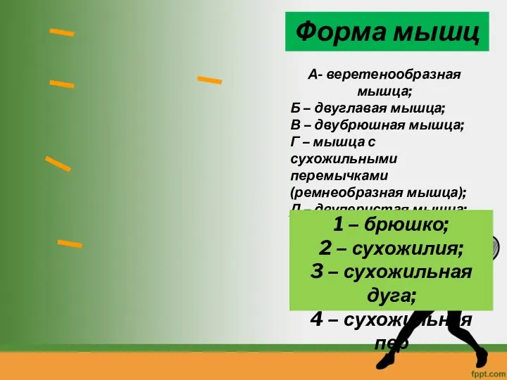 Форма мышц А- веретенообразная мышца; Б – двуглавая мышца; В – двубрюшная