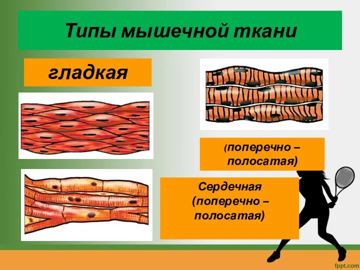 Типы мышечной ткани гладкая Сердечная (поперечно – полосатая) (поперечно – полосатая)