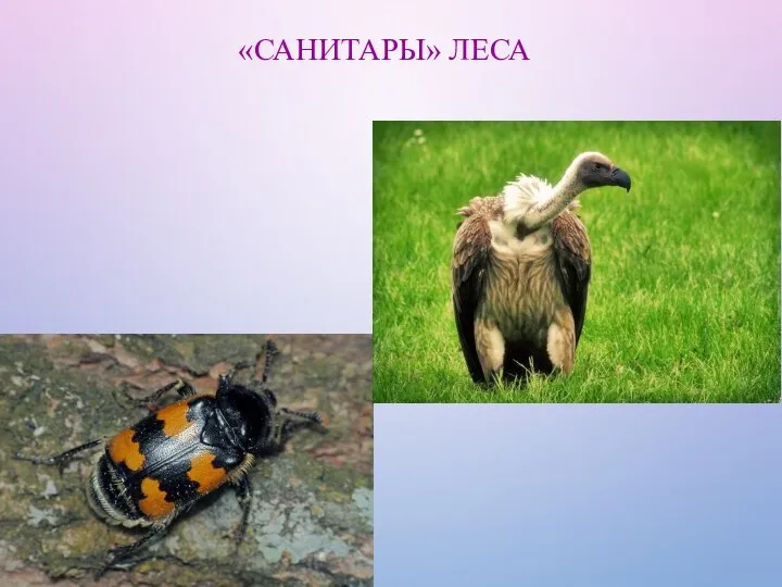 «САНИТАРЫ» ЛЕСА