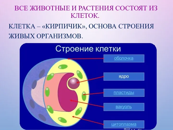 ВСЕ ЖИВОТНЫЕ И РАСТЕНИЯ СОСТОЯТ ИЗ КЛЕТОК. КЛЕТКА – «КИРПИЧИК», ОСНОВА СТРОЕНИЯ ЖИВЫХ ОРГАНИЗМОВ.