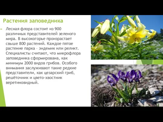 Растения заповедника Лесная флора состоит из 900 различных представителей зеленого мира. В