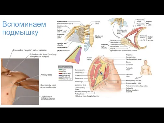 Вспоминаем подмышку