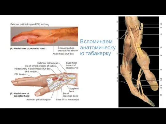 Вспоминаем анатомическую табакерку