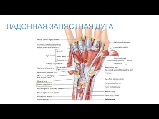 ЛАДОННАЯ ЗАПЯСТНАЯ ДУГА