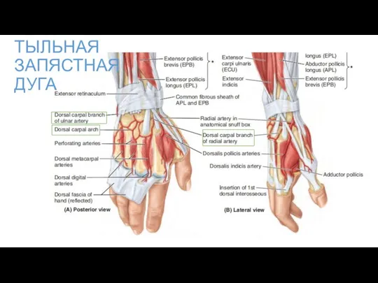 ТЫЛЬНАЯ ЗАПЯСТНАЯ ДУГА