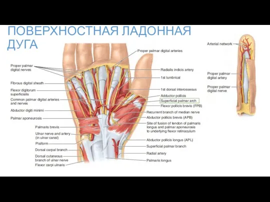 ПОВЕРХНОСТНАЯ ЛАДОННАЯ ДУГА