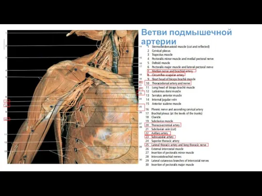 Ветви подмышечной артерии