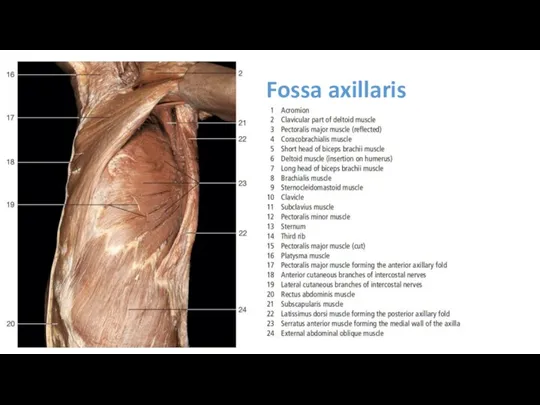 Fossa axillaris