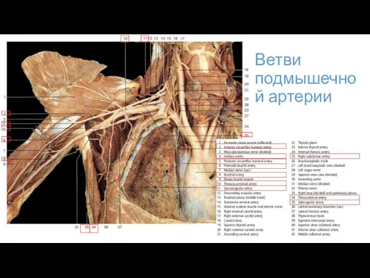 Ветви подмышечной артерии